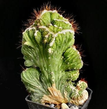 Cereus_sp_cristata_1